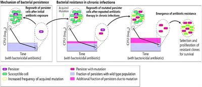 Bacterial Persister Cells and Development of Antibiotic Resistance in Chronic Infections: An Update